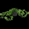 Plante suspendue en pot Excellent Flowers | Action FR